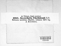 Ascochyta chelidoniicola image